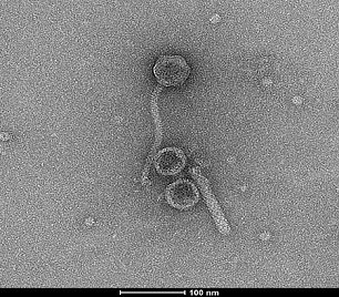 prophages picture 2.jpg